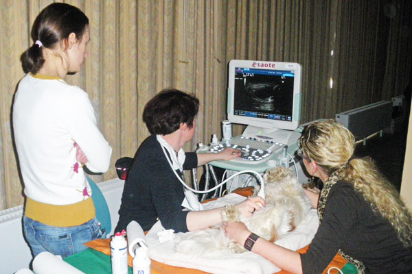 Für die Bauch-Ultraschall-Fortbildung werden ruhige, geduldige Hunde bis maximal 25 Kilogramm gesucht. Foto: Veranstalter