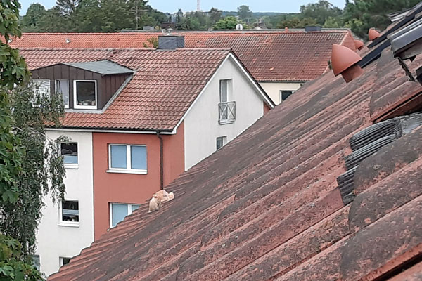 Kater Timo auf dem Dach des Mehrfamilienhauses kurz vor seiner Rettung. Foto: Polizei
