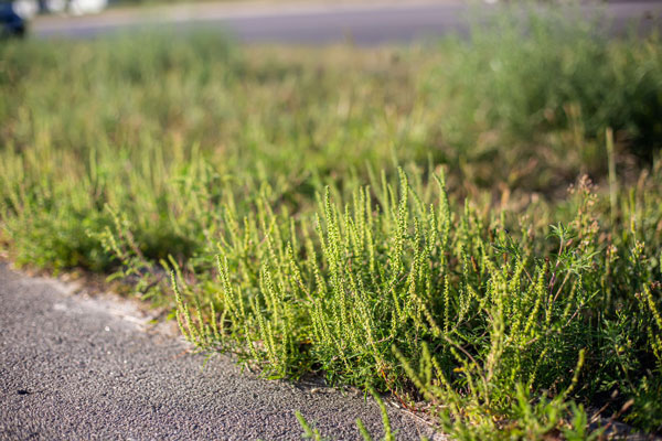 Die Ambrosia-Pflanze breitet sich durch den Klimawandel auch in unseren Breiten aus. Foto: AOK/hfr.