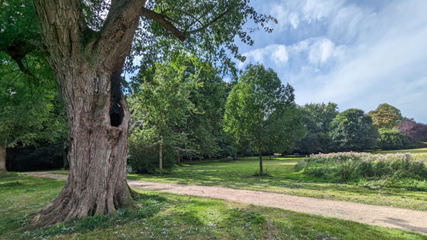 Treffpunkt ist am angebrannten Ahornbaum an der Hundewiese im Stadtpark. Fotos: Helge Normann