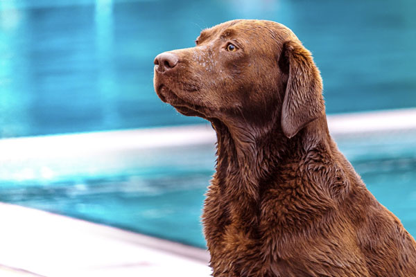 Am Sonntag, 10. September, findet wieder das traditionelle Hundebaden statt. Fotos: Schwimmbäder