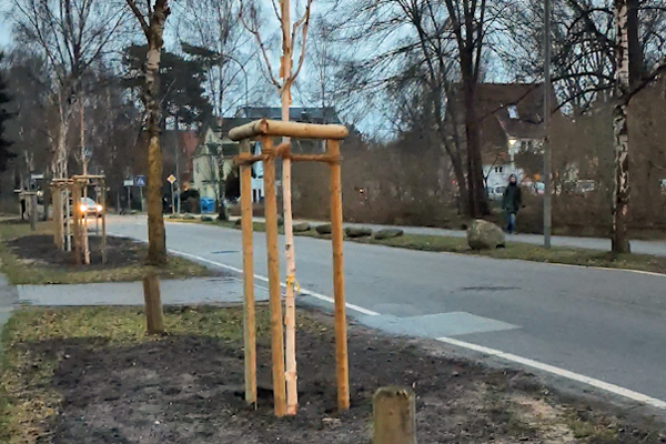 Auf Antrag der Grünen bekommt Lübeck mehr Straßenbäume. Foto: Archiv/HN
