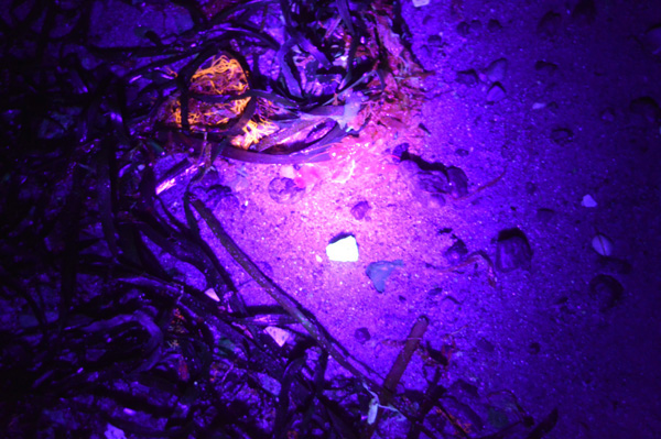 Algen unter UV LichtFoto. Foto:GeoPark Nordisches Steinreich