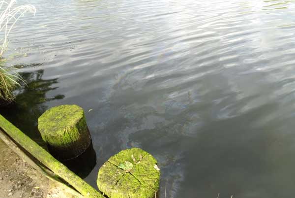 Am Samstag wurden fetthaltige Flüssigkeiten in der Kanaltrave am Geniner Ufer gesichtet. Foto: Polizei.