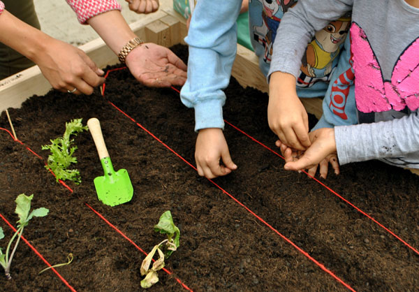 In zwei weiteren Lübecker Kitas bauen die Kinder jetzt ihr eigenes Gemüse an. Foto: Kitawerk
