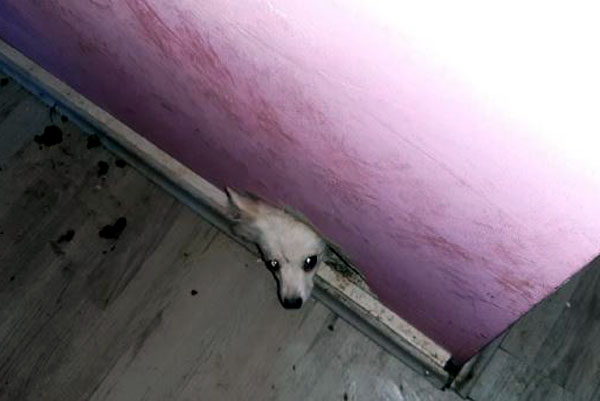 Die Hunde hatten sich zum Teil in Wandlöchern versteckt. Foto: Polizei