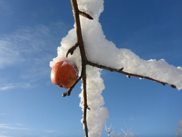 Auch im Winter gibt's im Obstgarten viel zu entdecken