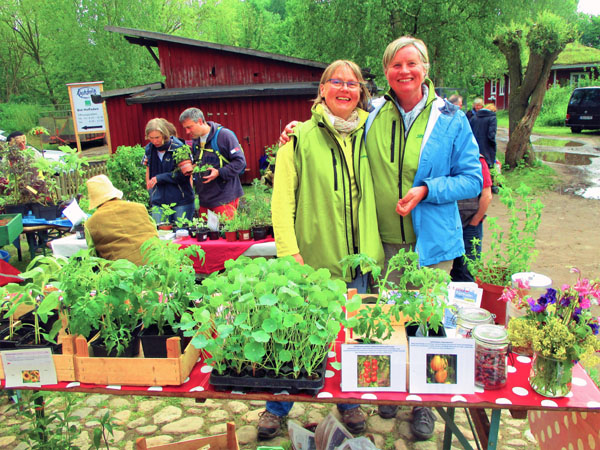 Heidrun Schneeberg und Renate Krüger organisieren den Pflanzenmarkt. Foto: Veranstalter