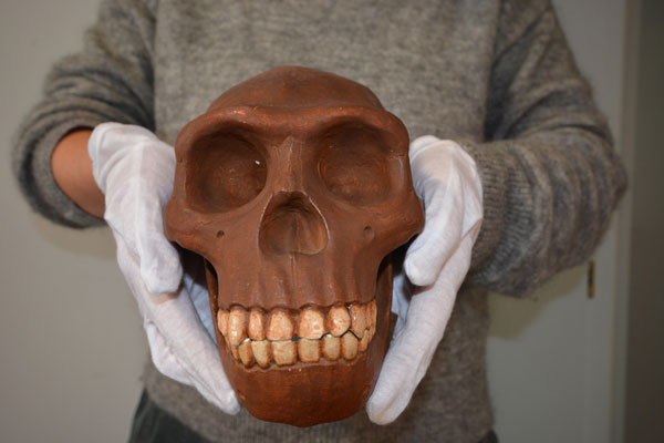 Einer der Schädel, der für die Rassenkunde im Lübecker Naturkundemuseum genutzt wurde. Foto: Museum für Natur und Umwelt