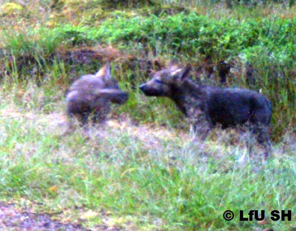 Zum ersten Mal seit 200 Jahren wurden in Schleswig-Holstein Wolfswelpen beobachtet. Foto: MEKUN