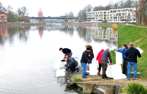Die Aale werden zwölf bis 15 Jahren in den Lübecker Gewässern leben, bevor sie in den Atlantik wandern. Fotos: privat