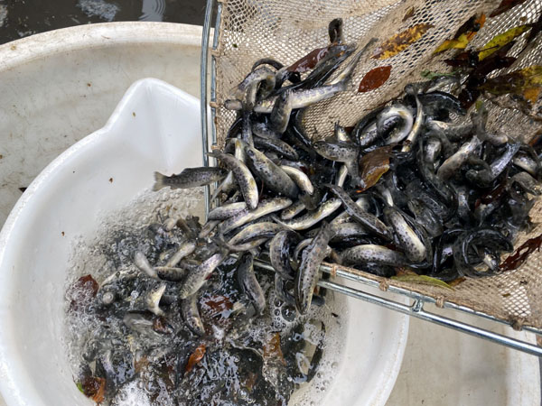 2300 Jungfische ergänzen den Forellenbestand in der Kanaltrave. Fotos: Andreas Weber