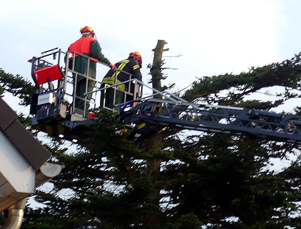 Die Feuerwehr konnte den Baum schnell genug kürzen, um einen großen Schaden am Haus abzuwenden. Fotos: STE