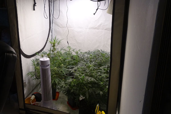 In der Wohnung fanden die Beamten eine Cannabis-Plantage. Foto: Polizei