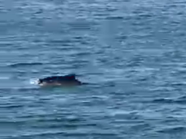 Am Freitag konnte wieder ein Delfin in der Trave beobachtet werden. Foto, Video: Svenja Rahn