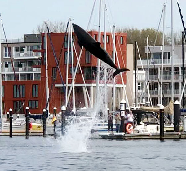 Ein Delfin sorgte am Samstag für Aufsehen in Travemünde. Foto, Video: Christian Koop