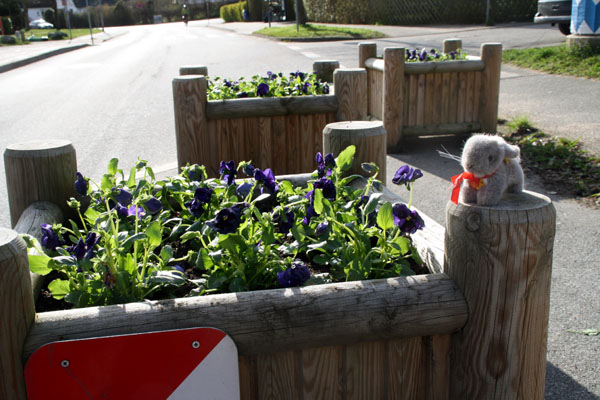 Auf der Dornbreite wurden die Blumenkübel von den Anwohnern bepflanzt. Foto: IG Dornbreite