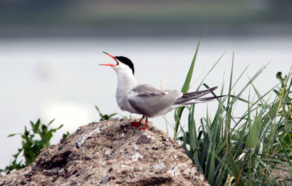 Im Naturschutzgebiet können Vögel beobachtet werden. Foto: JW/Archiv