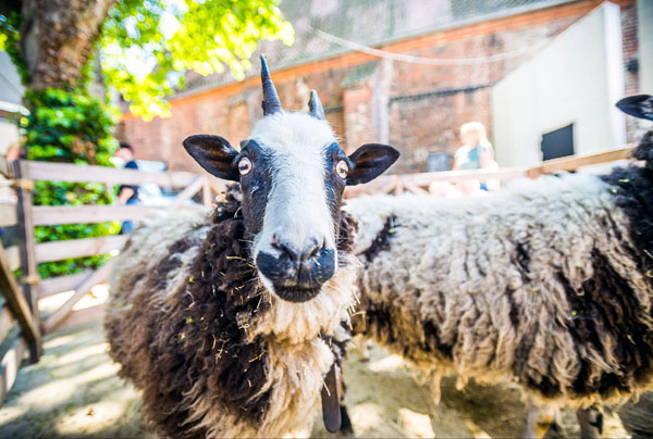 Der Geschichtserlebnisraum Roter Hahn bringt wieder seine Schafe mit. Foto: Olaf Malzahn