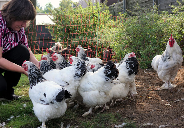 Am Samstag gibt es Tipps zur privaten Hühnerhaltung.