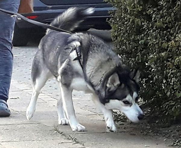 Nach dem Vorfall in der Artlenburger Straße fordert die Tierrechtsorganisation PETA einen verpflichtenden Hundeführerschein. Symbolbild: Oliver Klink