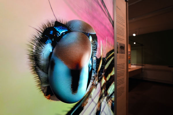 Die Ausstellung im Museum für Natur und Umwelt zeigt die Welt der Insekten. Foto: JW/Archiv