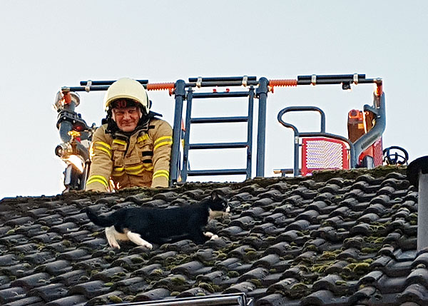 Die Feuerwehr konnte die junge Katze überzeugen, den Sprung in die Dachluke zu wagen. Fotos: Harald Denckmann
