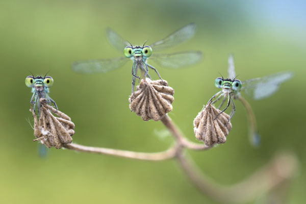 Besucher der Ausstellung erwarten spannende Einblicke in die Welt der Insekten, wie zum Beispiel diese Kleinlibellen. Foto: Alberto Ghizzi Panizza