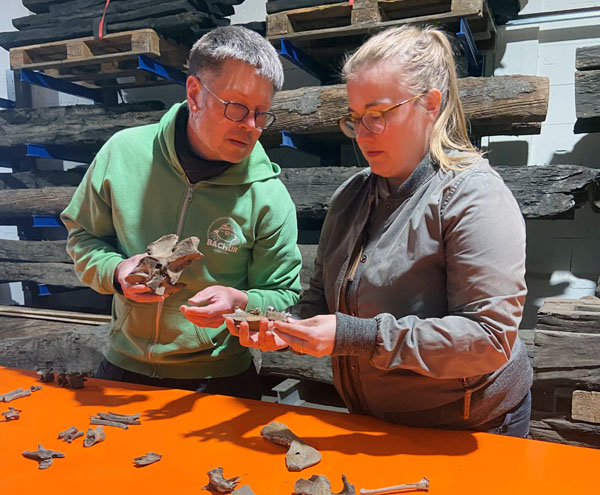 Ashleigh Haruda und Christian Küchelmann bestimmen Jahrtausende alte Knochen aus Lübeck und ermitteln die Auswahl für die Beprobungen. Foto: Hansestadt Lübeck