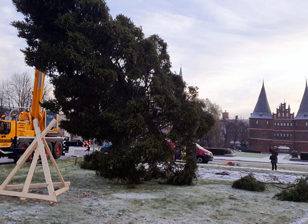 Es weihnachtet in Lübeck: Am Samstag wurde die Kotka-Tanne vor dem Holstentor aufgestellt. Fotos, Video: PG