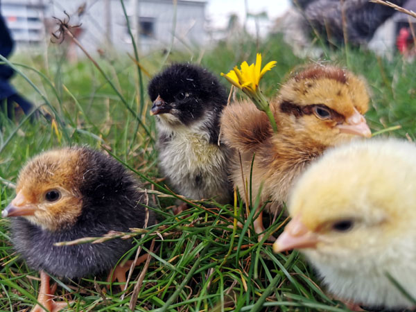 Am Samstag gibt es Informationen zur privaten Hühnerhaltung. Foto: Veranstalter