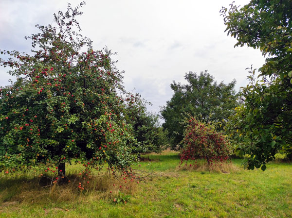 Der NABU bietet einen Obstbaumschnittkurs an. Foto: NABU