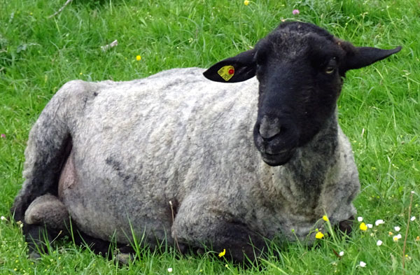 Die Schafe in Israelsdorf sind bereits geschoren. Sie müssen jetzt die Schafskälte aushalten. Fotos, Grafik: Harald Denckmann