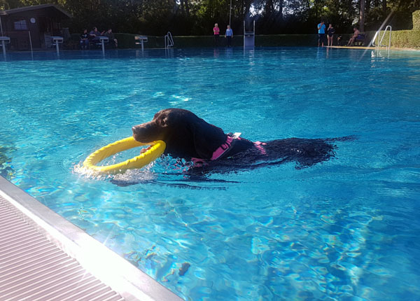 Zum Saisonende dürfen am Sonntag die Hunde in die Schwimmbecken. Foto: Lübecker Schwimmbäder