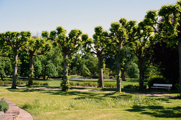 Die Bäume in der Stadt Lübeck müssen regelmäßig gepflegt werden