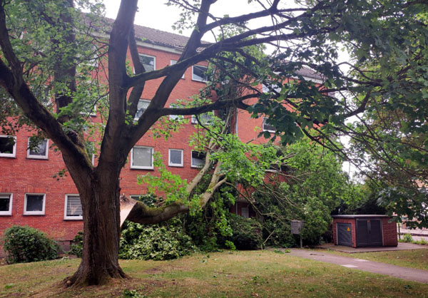 Der Baum schlug zwei Fensterscheiben ein und beschädigte das Dach des Mehrfamilienhauses. Fotos: STE