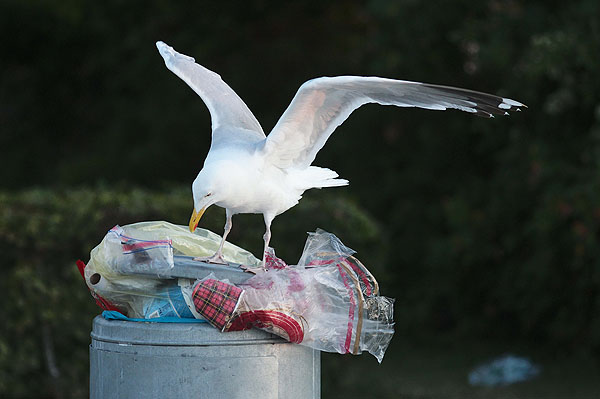 In Lübeck bleiben die Mülltonnen voll: Das Interesse an einem Umstieg auf Mehrweg ist sehr gering. Symbolbild: Karl Erhard Vögele