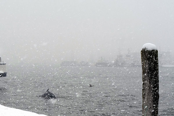 Aktuell ist ein Delfin der einzige Badegast in Travemünde. Fotos: Karl Erhard Vögele, Grafik: Harald Denckmann