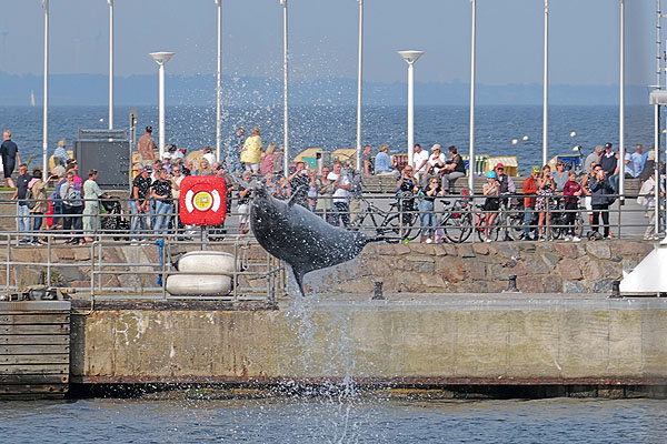 Am Sonntag konnte die Delfin-Show bei sonnigem Wetter genossen werden. Fotos: Karl Erhard Vögele