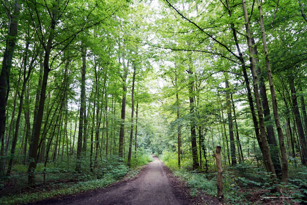 Die Lübecker Grünen wollen sich für die Fortsetzung und den Ausbau des einmaligen Waldkonzepts stark machen. Foto: JW