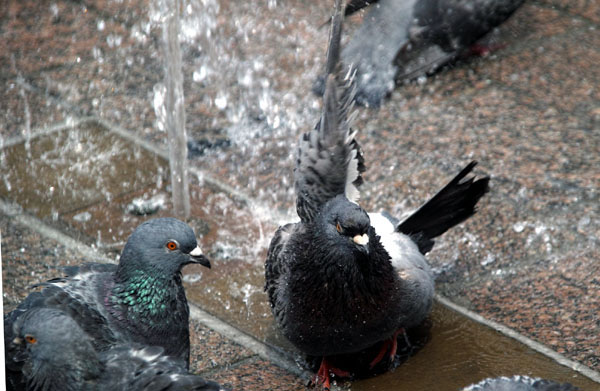 Die Tauben dürfen die städtischen Wasserspiele weiter zum Duschen und Trinken nutzen. Das Füttern der Tiere soll aber verboten werden. Foto: JW