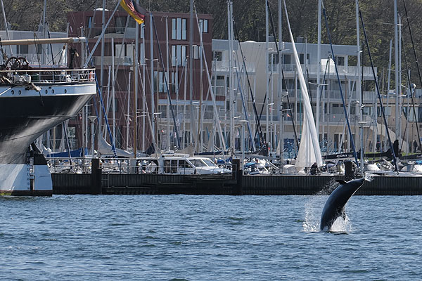Am 1. Mai genossen Ausflügler und der Travemünder Delfin das milde Wetter in Travemünde. Fotos: Karl Erhard Vögele