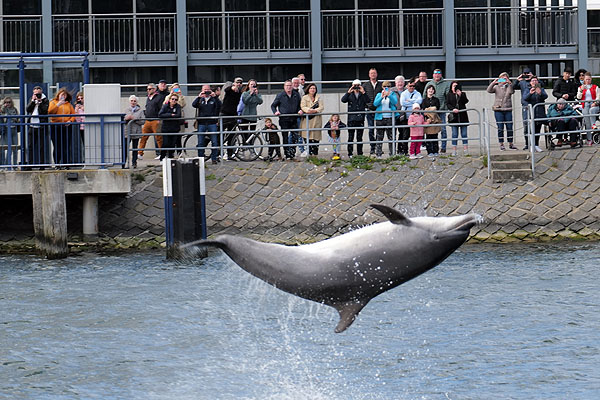 Seit über zwei Wochen begeistert der Delfin die Menschen in Travemünde. Fotos: Karl Erhard Vögele