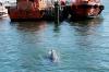 Der Travemünder Delfin scheint das Lotsenboot zu mögen. Dort ist er oft zu sehen. Fotos: Karl Erhard Vögele