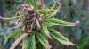„Die Legalisierung der Droge Cannabis ist nach wie vor eine reine Katastrophe“, meint Dagmar Hildebrand (CDU). Symbolbild: HN