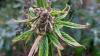 Die CDU will in der Bürgerschaft über die Cannabis-Legalisierung sprechen. Foto: Symbolbild/HN