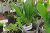 Hobbygärtner können am 24. Mai überschüssige Nutz- und Zierpflanzen tauschen. Foto: HL